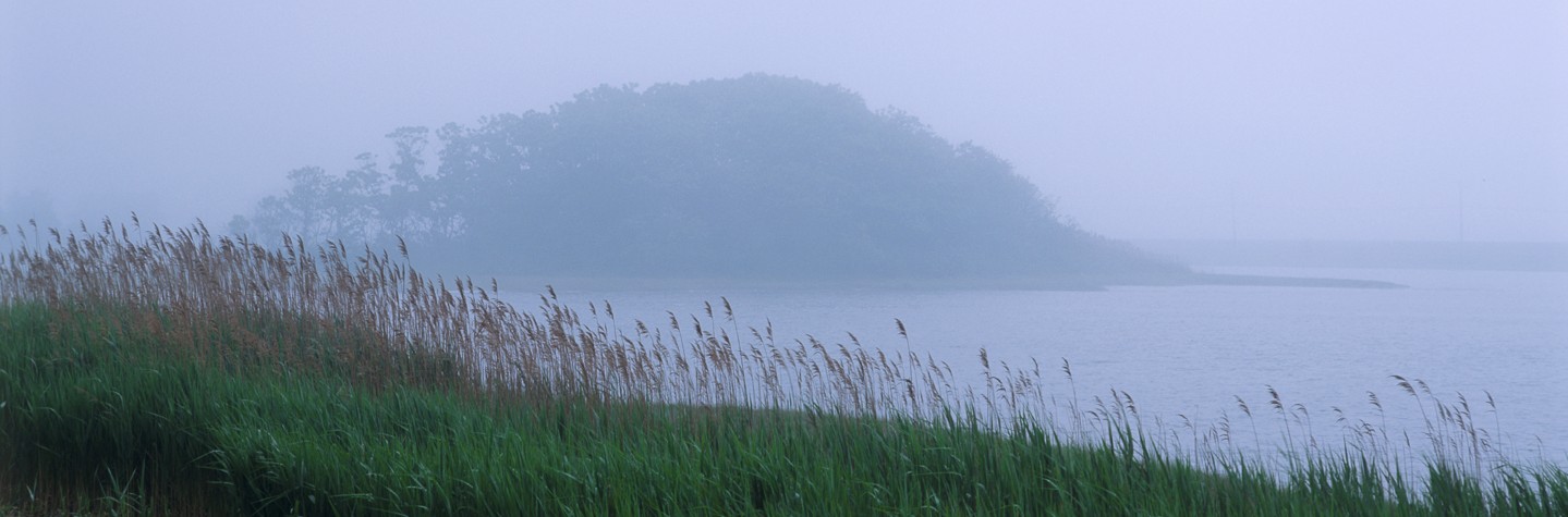 Farm Pond, Fog, Alison Shaw