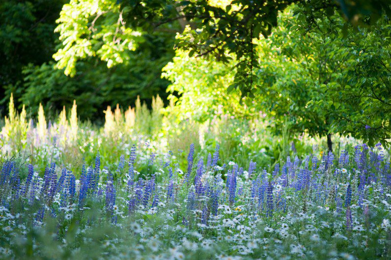 Flowers, North Tisbury, Outdoors, Nature, Alison Shaw