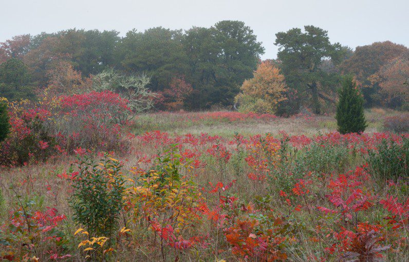 Pecoy Point Preserve, Nature, Outdoors, Land Bank, Alison Shaw