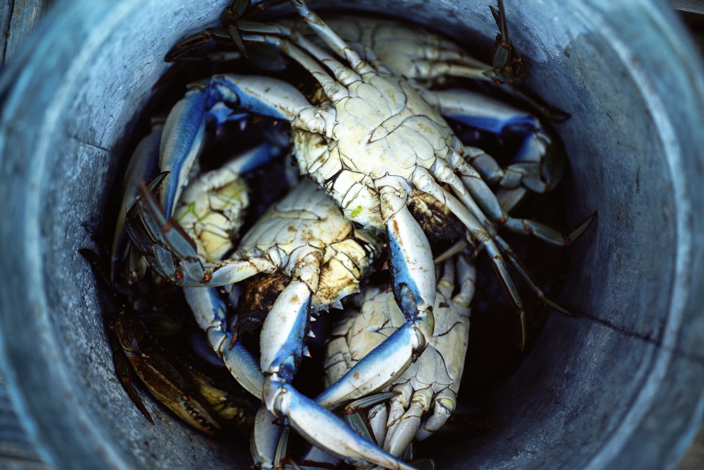 Blue Claw Crabs, Bucket, Crabbing