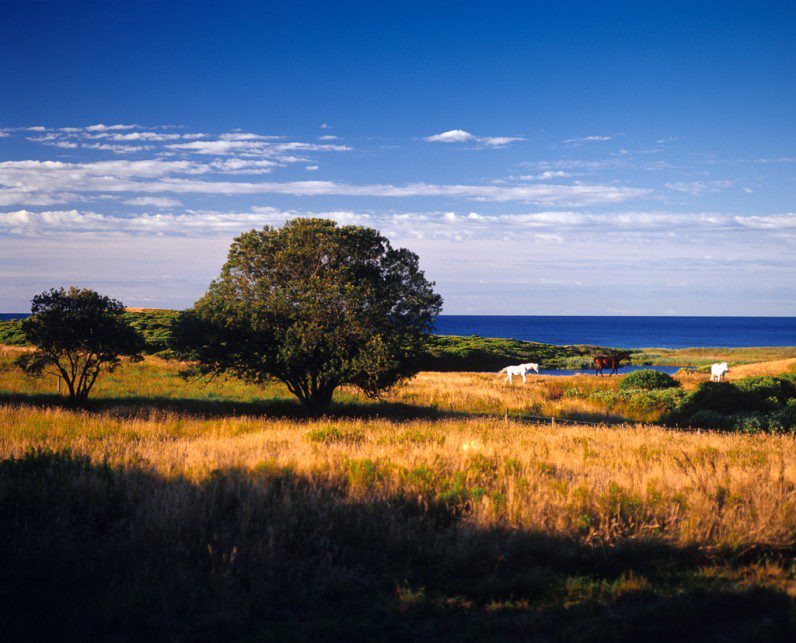 Allen Farm, Chilmark, Horses, Alison Shaw