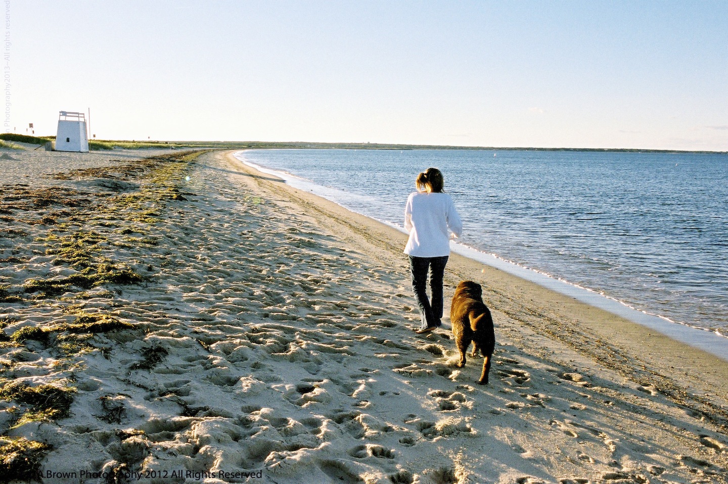 State Beach, Dog, Walking, Lisa Brown