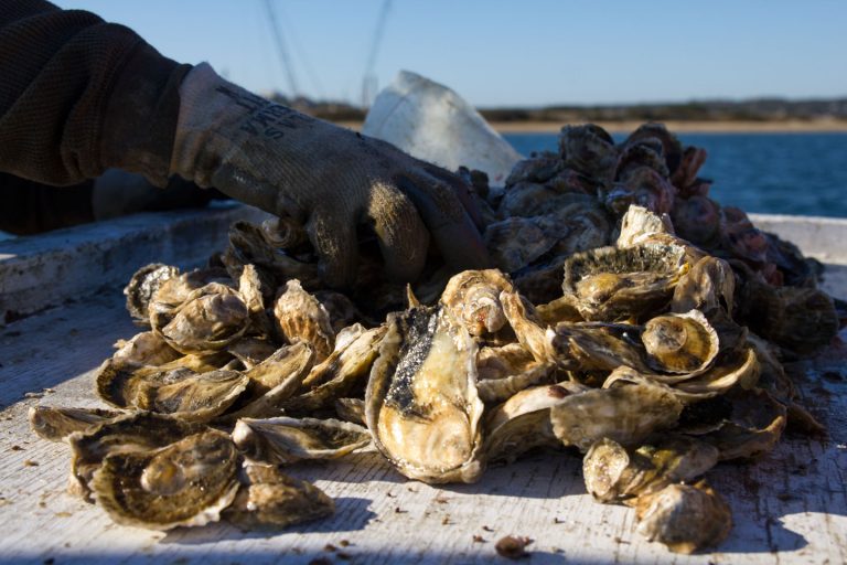 Oyster Farms