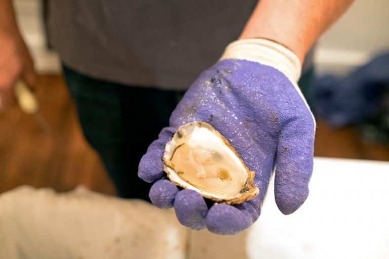 ‘Romancing the Oyster’ returns to the Harbor View Hotel