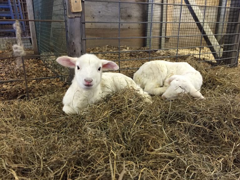 The FARM Institute has little lambs