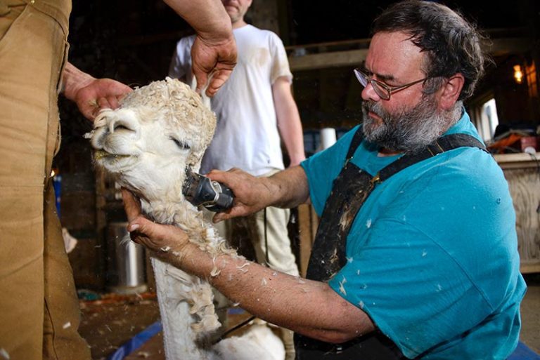 Island Alpacas get ready for their summer styles