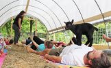 BrittanyBowker_Goat-Yoga_8.jpg