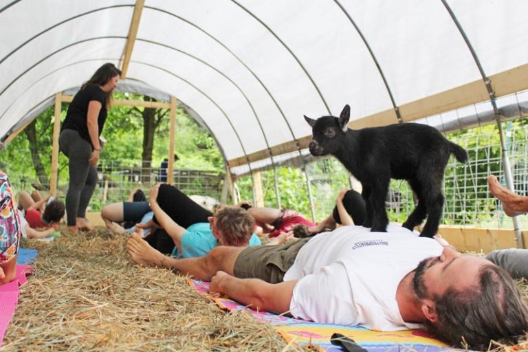 Fitness on the farm: Goat yoga