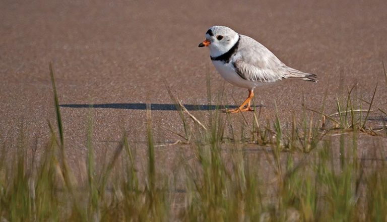 Heading to Chappy? Watch out for Piping Plovers