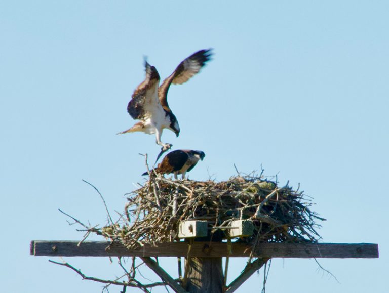 Ask an Island Expert: What bird makes those big nests on top of poles around the Island?