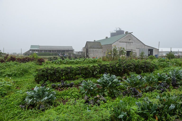 Katama Farm and the FARM Institute