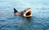 jaws-film-shark.jpg