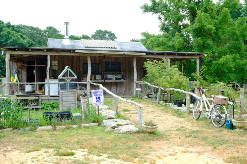 Down on the farm - Vineyard Visitor