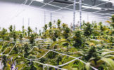 fine-fettle-cannabis-plants-1.jpg