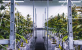 fine-fettle-cannabis-plants-2.jpg