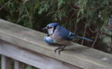 blue-jay-bird-1.jpg