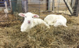 trustees-farm-institute-lambs.jpg