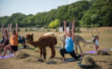 island-alpaca-yoga.jpg