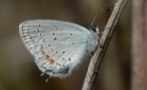 eastern-tailed-blue-butterfly.jpg