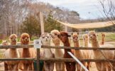 island-alpaca-farm-herd.jpg