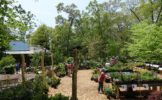 polly-hill-arboretum-plant-sale.jpg