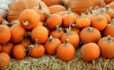 pumpkins-hay.jpg