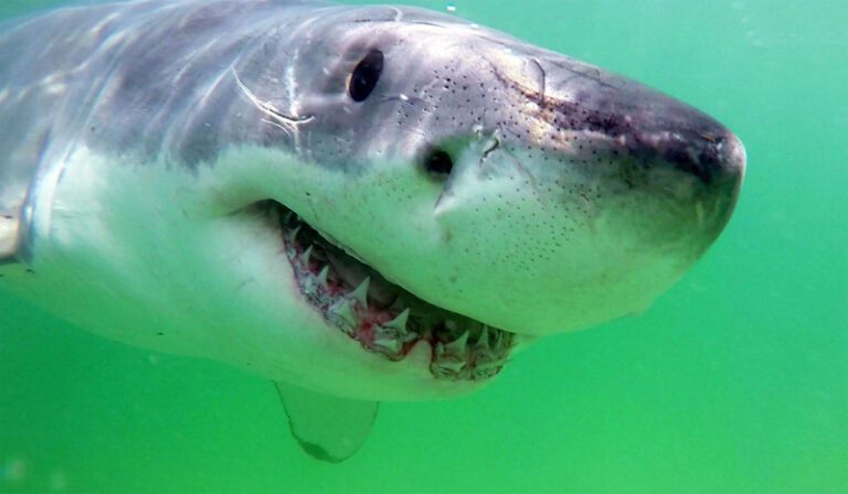 Living in amity with sharks